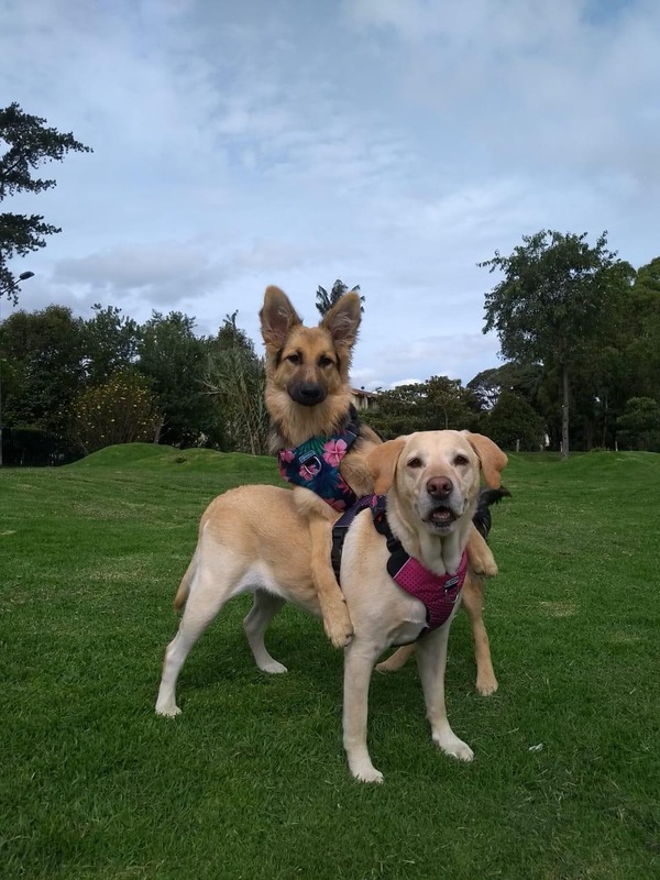Asesoría gratuita para el viaje de tu mascota